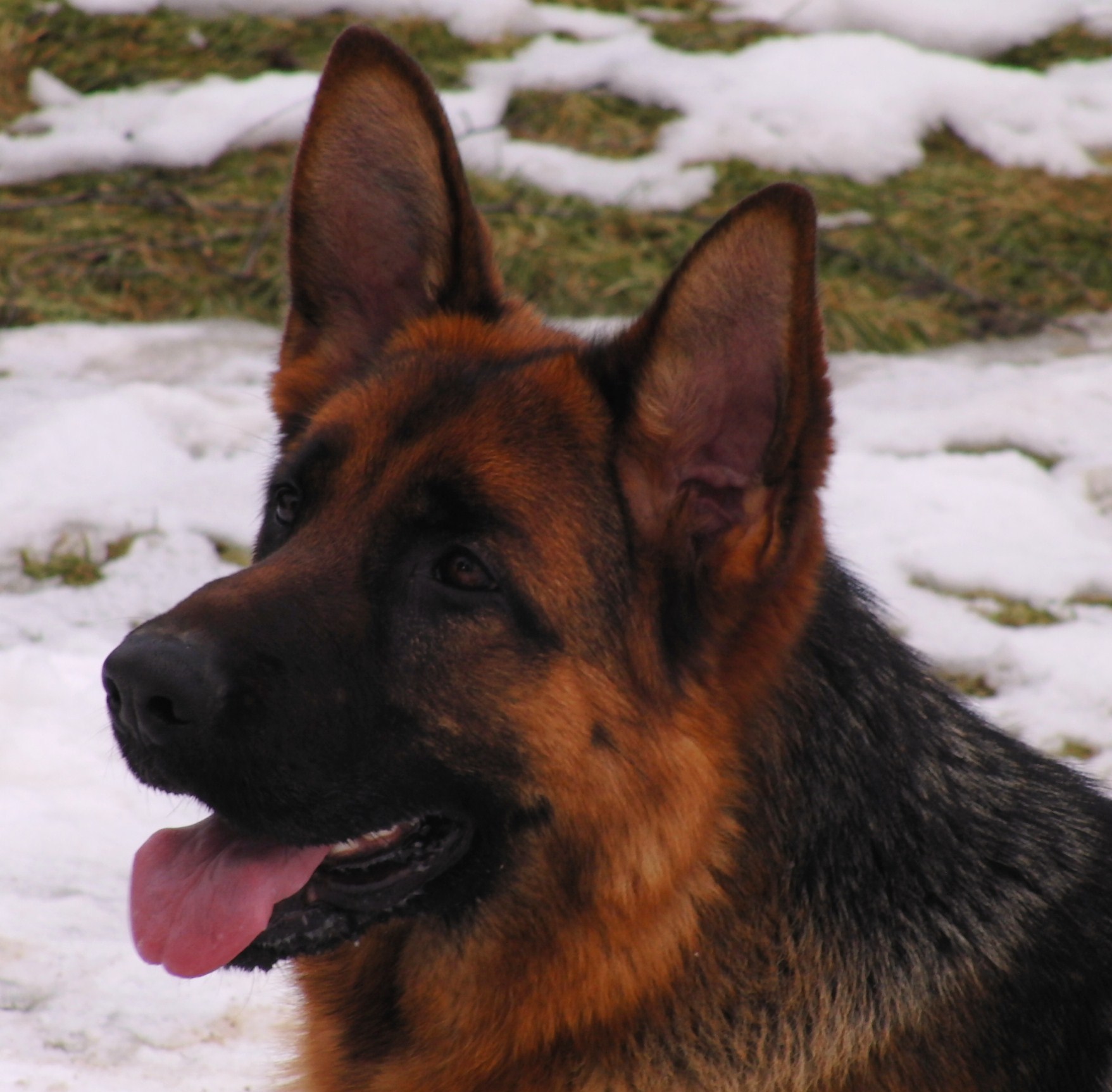 Hadgi